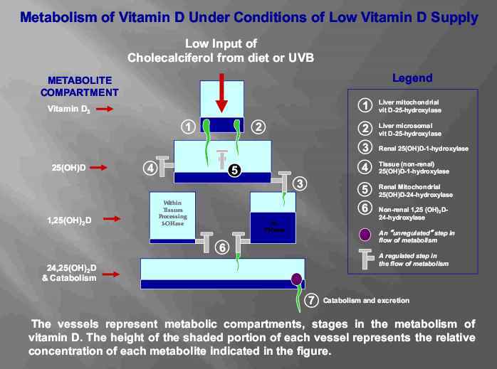 see wikipage http://www.vitamindwiki.com/tiki-index.php?page_id=1660