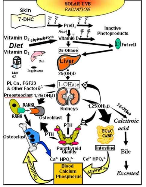 see wikipage http://www.vitamindwiki.com/tiki-index.php?page_id=3511