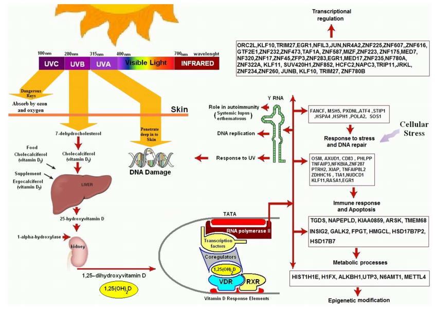 Genes and vitamin D  is.gd/291genes