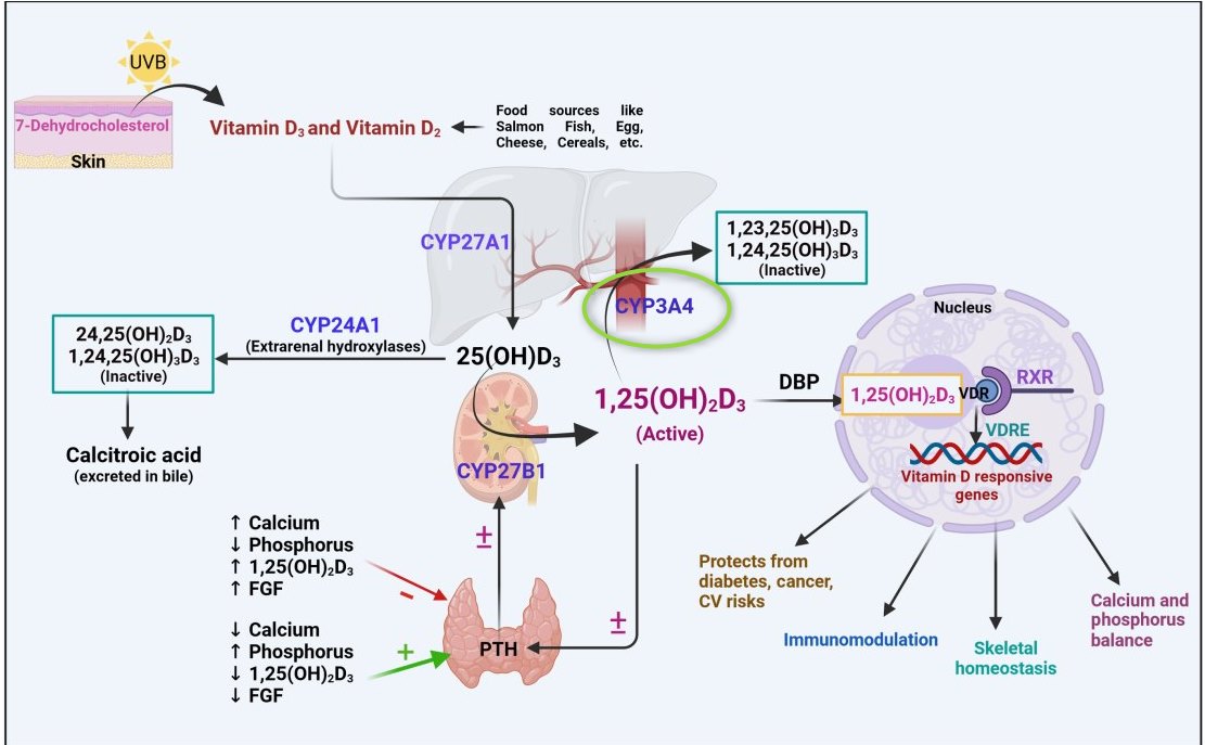 CYP3A4 at VDW13631